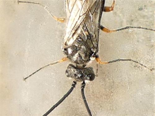 Réf. 278 380 : Dolerus puncticollis